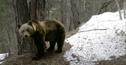 Pyros, el primer ejemplar de oso pardo llegado al Pirineo desde Eslovenia.