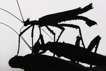 Dos ejemplares de heteropteix dilatata, perteneciente a los insectos de palo, sobre las manos de un cuidador del Zoo de Londres, durante una sesión fotográfica para mostrar la fauna del centro.