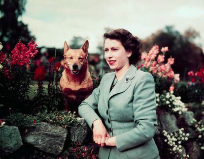 La reina Isabel posa en el castillo de Balmoral el 28 de septiembre de 1952. Este enclave escocés siempre ha sido uno de sus favoritos, y los perros de la raza corgi, sus animales de compañía inseparables.