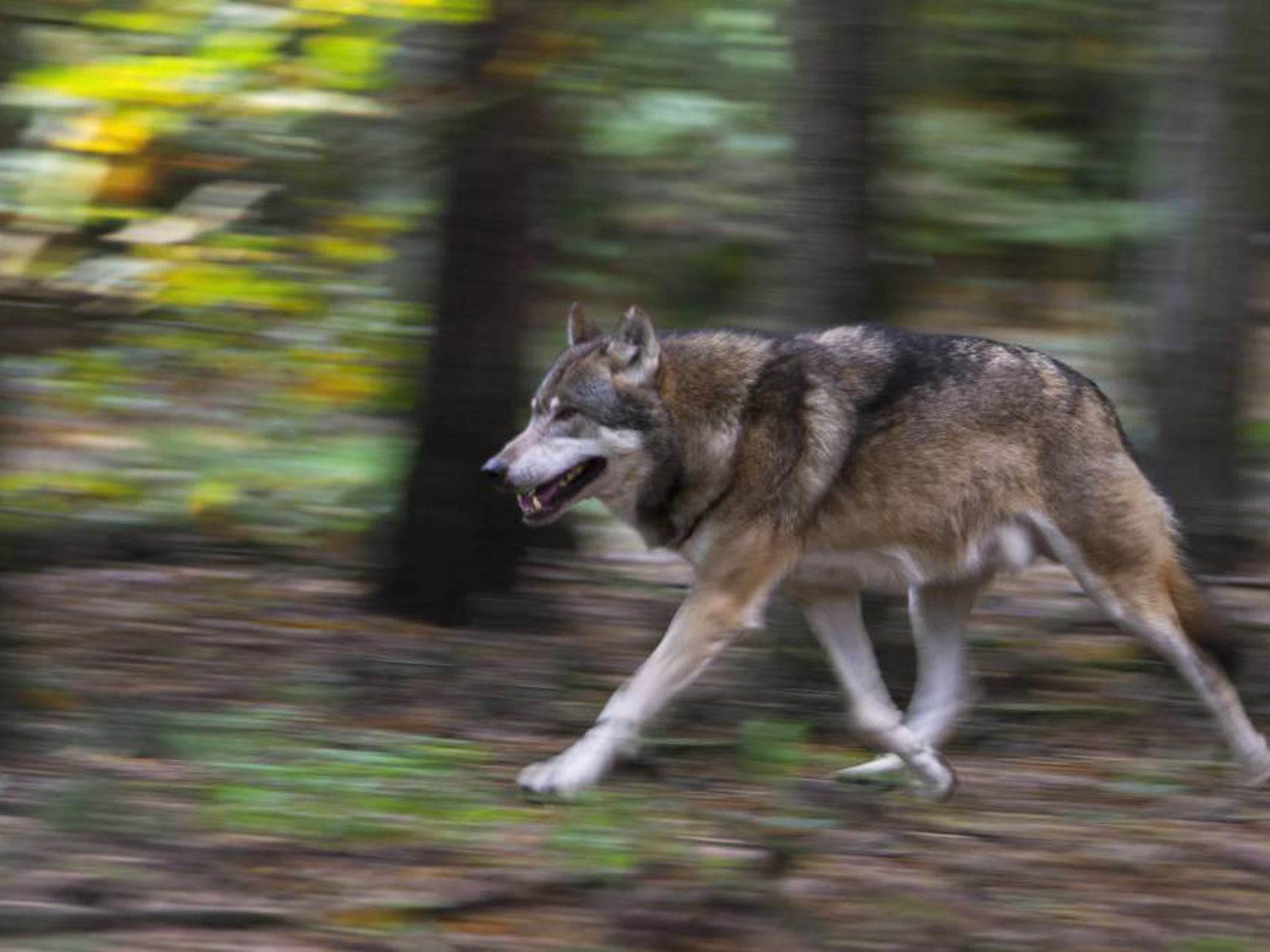 Detenido por caza furtiva un millonario que odia a los lobos | Mundo animal  | EL PAÍS