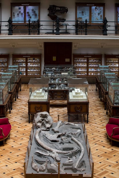 Restos fosilizados de Anancus arvernensis, un mastodonte que vivió en el Plioceno (hace unos 3,2 millones de años) en lo que hoy es Alcolea de Calatrava (Ciudad Real).