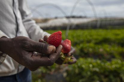 Strawberry cultivation in Huelva.