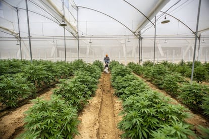 Plantas de cannabis en un invernadero en Pesca, Colombia.