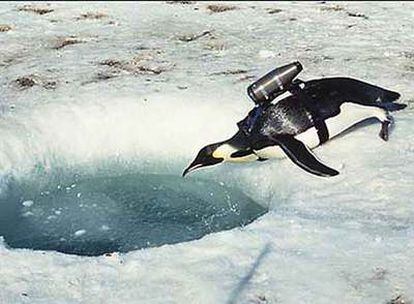 Un pingüino emperador se lanza al agua con una cámara en la espalda en la Antártida.