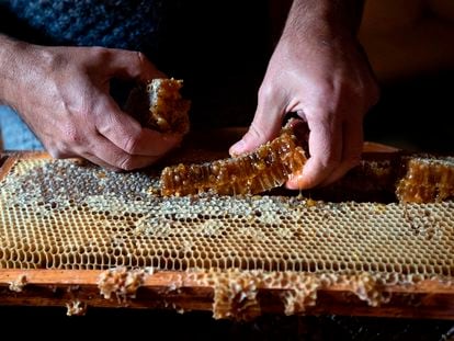 Proceso de recolección en una granja de miel orgánica en Pollença (Mallorca).
