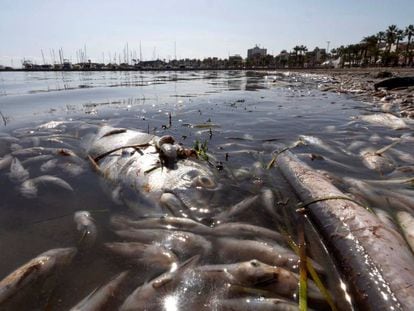 Peces muertos en el Mar Menor.