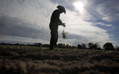 Un trabajador agr&iacute;cola en el Estado de Georgia. El 70% de los mexicanos que trabajan en EE UU desempe&ntilde;an labores de menor cualificaci&oacute;n.