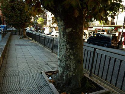 ¿Cuántos árboles por habitante hacen falta en las ciudades?