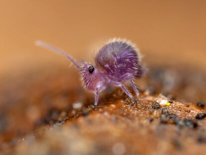 Los suelos poseen un vibrante mundo en miniatura, habitado por microorganismos, hongos y animales invertebrados como el colémbolo de este retrato.