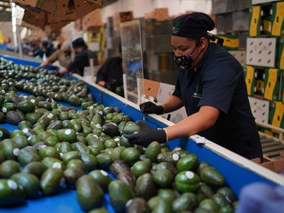 Una trabajadora selecciona aguacates para exportación en Michoacán, en abril de 2021.