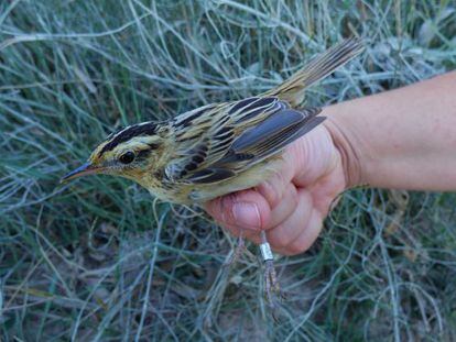 En la imagen, el carricerín cejudo, uno de los pájaros más pequeño y amenazado de Europa.