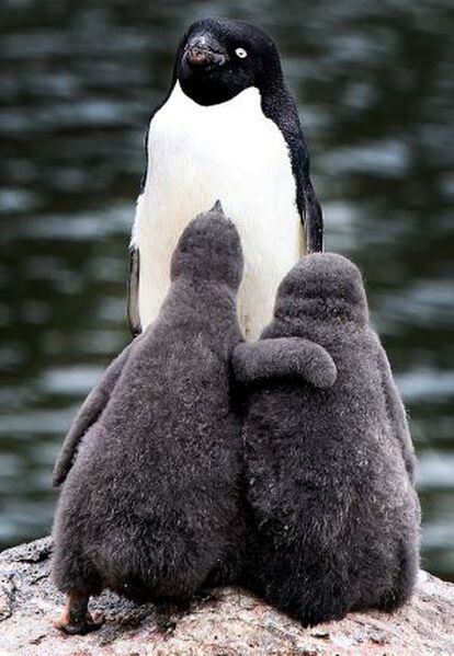 Un pingüino con dos crías.