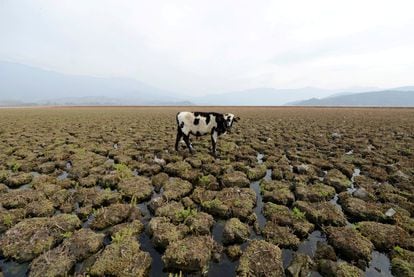 Una vaca en el lago Aculeo, que se ha quedado sin agua por la sequía, en Chile. 