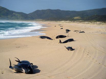 Un grupo de ballenas piloto en la Bahía de los Espíritus de Nueva Zelanda