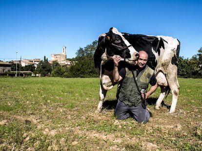 La vaca Mimi amb el seu amo, Quim Sabrià, a la seva granja de Parlavà.