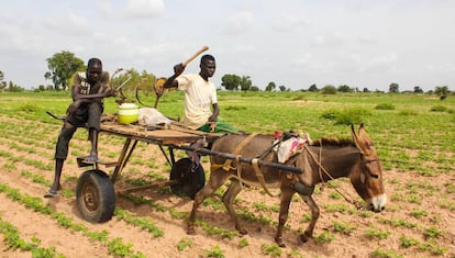 Dos hombres trabajan en el campo con ayuda de un burro en la región de Kaffrine, Senegal.