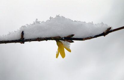 La neu s'acumula en una branca de Forsythita a Kaufbeuren, al sud d'Alemanya.