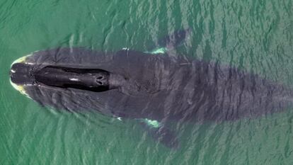 Estos son los animales más longevos