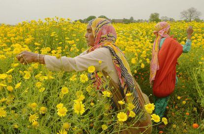 Algunas trabajadoras indias recogen flores del tipo margarita de oro o manzanilla amarilla en un campo en las afueras de Amritsar, India. Los obreros ganan unas 200 rupias diarias (aproximadamente 3 dólares) durante ocho horas de trabajo.