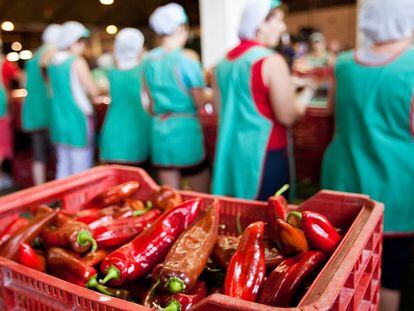 Un grupo de mujeres trabajan en una planta andaluza de transformación de pimientos.