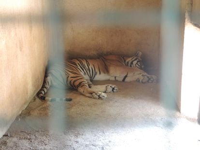 Un león descansa durante las horas de más calor veraniego en una de las pocas zonas a la sombra de que dispone en un zoo de Líbano.