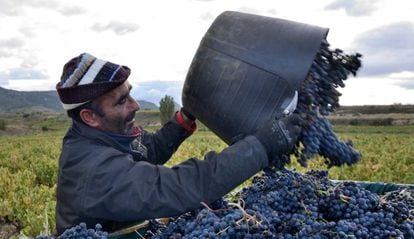 Un trabajador en plena vendimia de 2019, en Rioja alavesa.