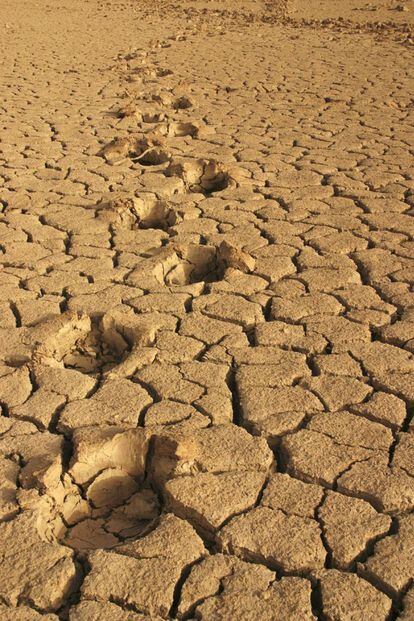 Huellas de elefante en los lodos secos del lago Banzena, Mali, África.