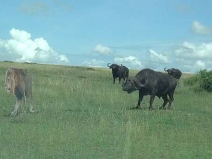 Un grupo de búfalos reacciona ante un león falso.