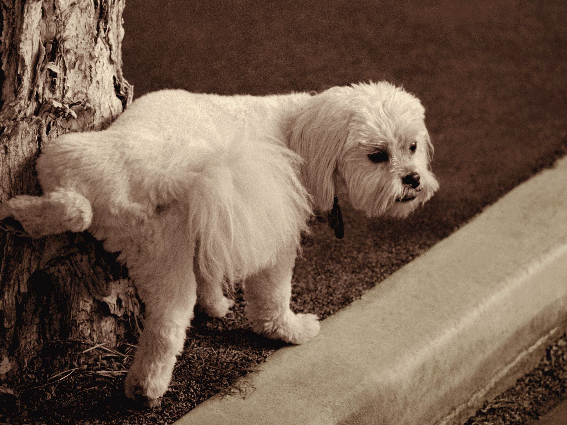 los perros dejan de crecer despues del primer celo