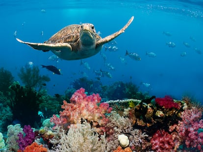 Una tortuga verde (Chelonia mydas) nadando en un arrecife de coral.