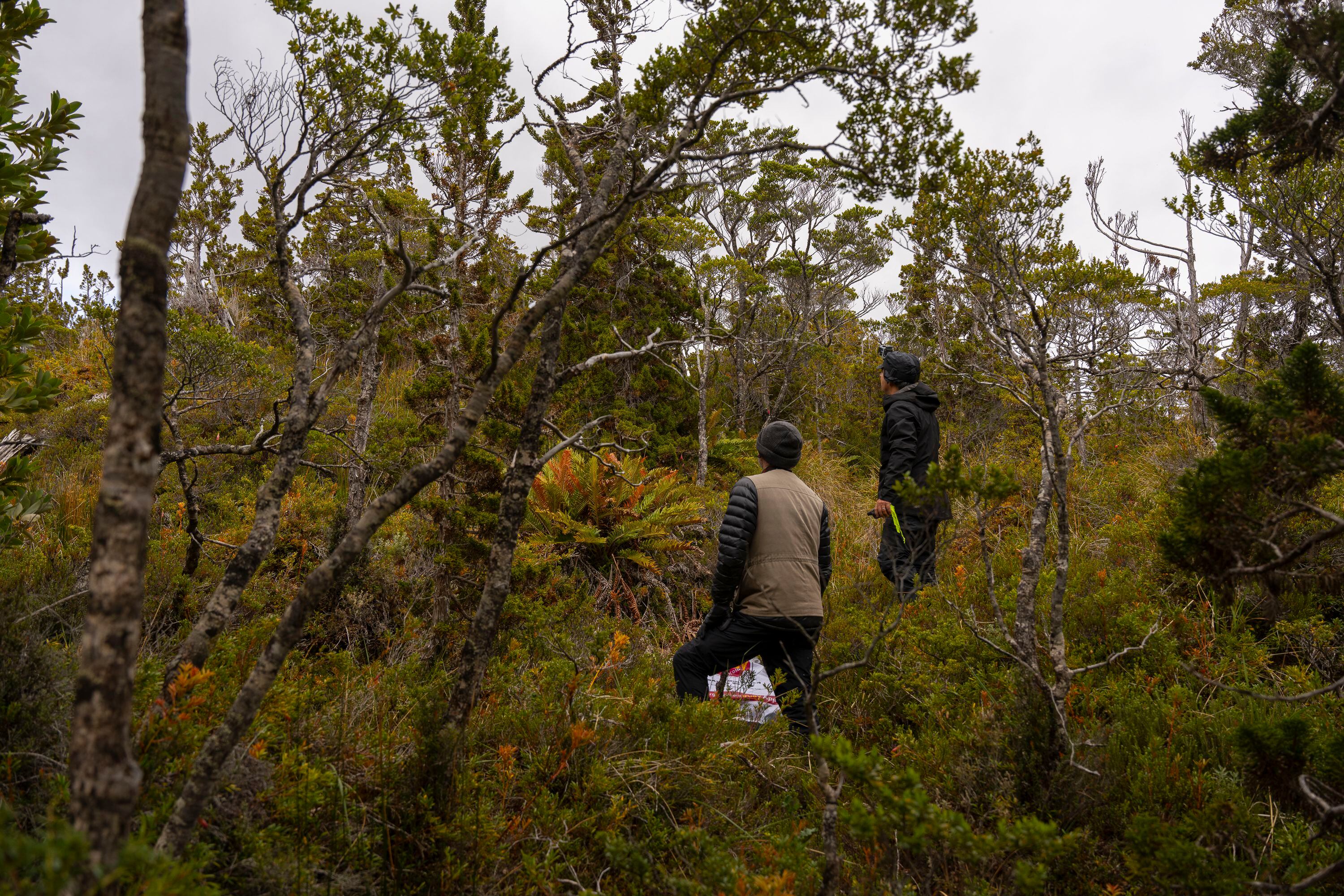 En el trabajo de conservación se han identificado 150 hectáreas de bosque subantártico degradado, por el que se implementa un proyecto de reforestación.