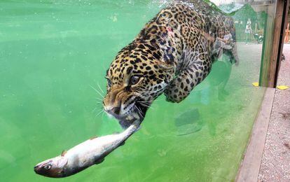 Un jaguar caza un pez dentro de su cerco en el zoo Pessac, a las afueras de Burdeos (Francia).