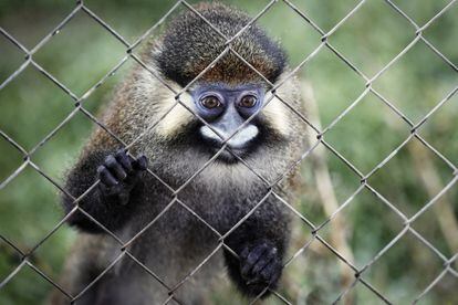 'Casi' es un mono africano, de la especie cercopiteco cephus. Vivió 30 de sus 35 años en una pequeña jaula como mascota. Se le han quedado algunos tics de aquella época..