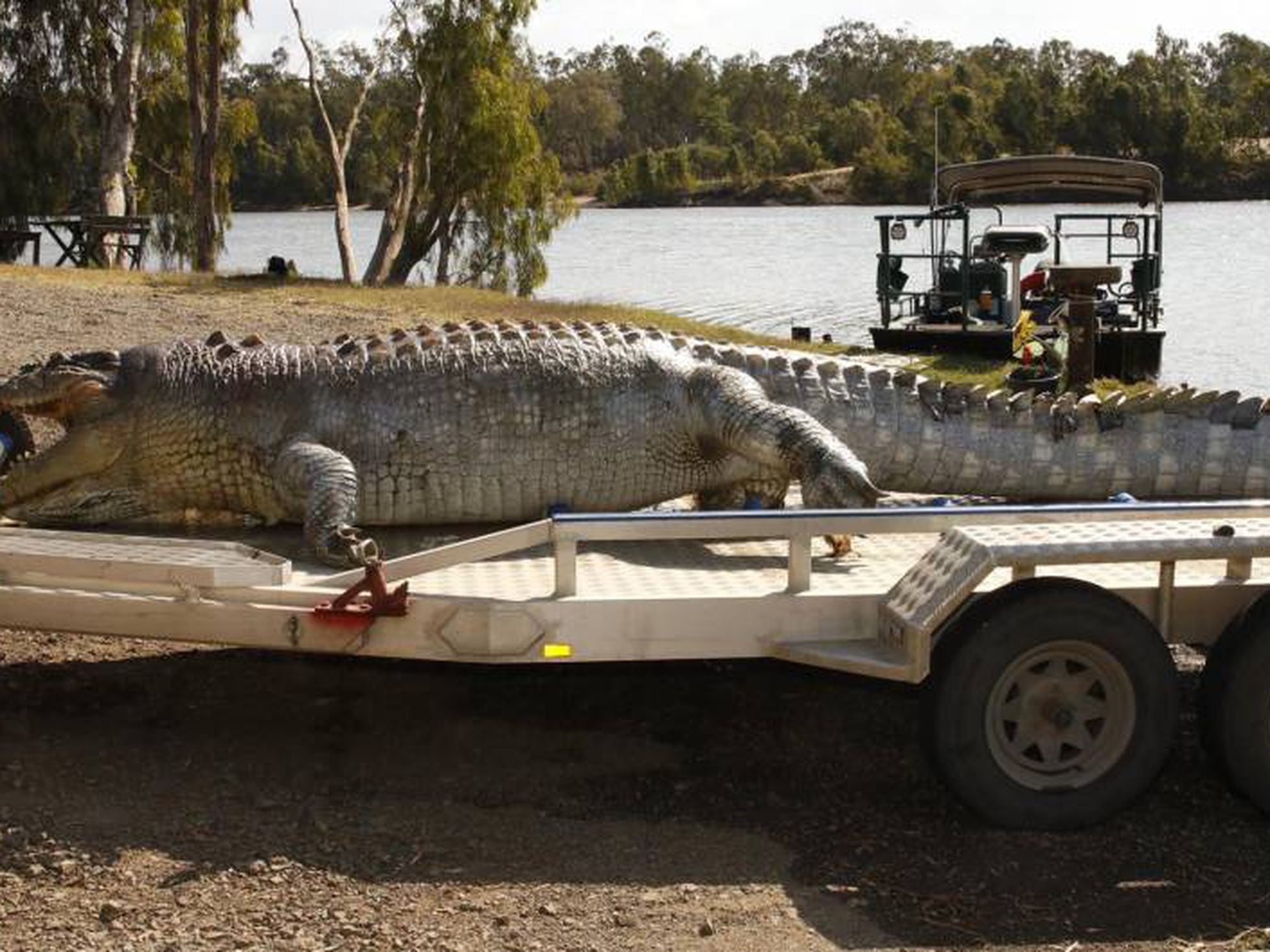 La muerte de un cocodrilo gigante abre la 'guerra sucesoria' en el Fitzroy  | Mundo animal | EL PAÍS