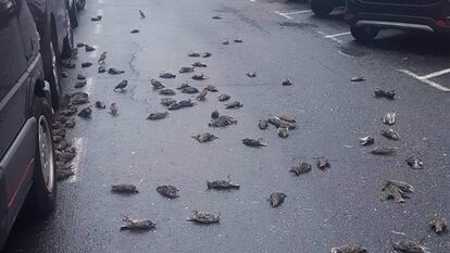 Estorninos muertos sobre el asfalto en Caranza.