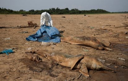 Un investigador del Instituto Mamirauá para el Desarrollo Sostenible recupera delfines muertos del lago Tefe del río Solimoes que ha sido afectado por las altas temperaturas y la sequía, en el estado de Amazonas (Brasil), el 2 de octubre.