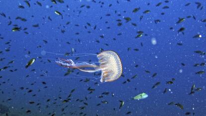 Pelagia noctiluca, medusa típica del mar Mediterrani.