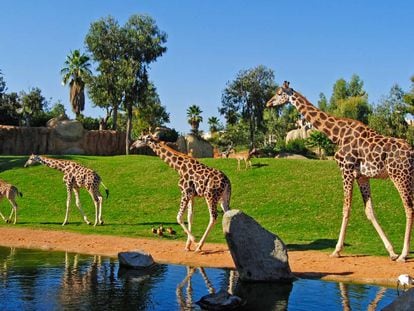 Familia de jirafas recorre la sabana en el Bioparc de Valencia.