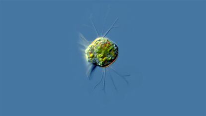 Los protistas del género Halteria, como el de la imagen, son microorganismos acuáticos presentes en las aguas dulces de todo el planeta.