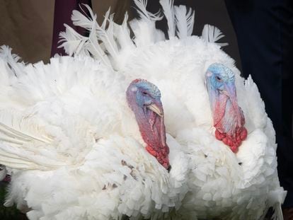 Los pavos 'Libertad' y 'Campana', perdonados este lunes en la ceremonia de indulto del pavo en la Casa Blanca previa al Día de Acción de Gracias