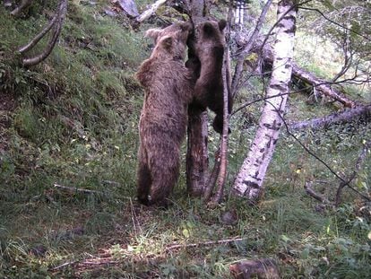 Una osa y sus cachorros en el Pirineo, en una imagen facilitada por el departamento de Territorio de la Generalitat.