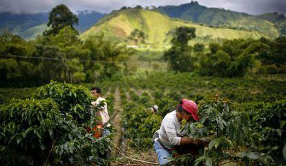 Plantaci&oacute;n de caf&eacute; en Gigante (Colombia). 