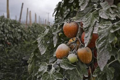 Tomates cubierto de ceniza después de la erupción volcánica del Monte Sinabung en el distrito de Karo, el 14 de noviembre de 2013.