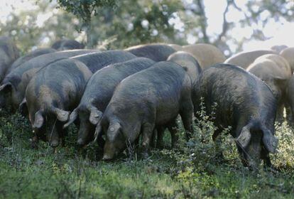 Piara de cerdos en una dehesa de Huelva