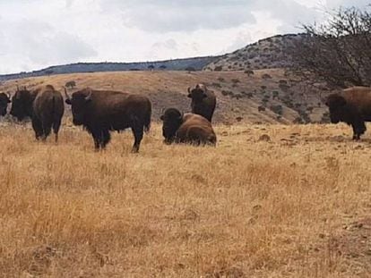 Los bisontes encontrados en uno de los ranchos incautados de César Duarte.