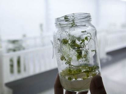 Ensayos con semillas transgénicas en la empresa biotecnológica argentina Bioceres, en Rosario.