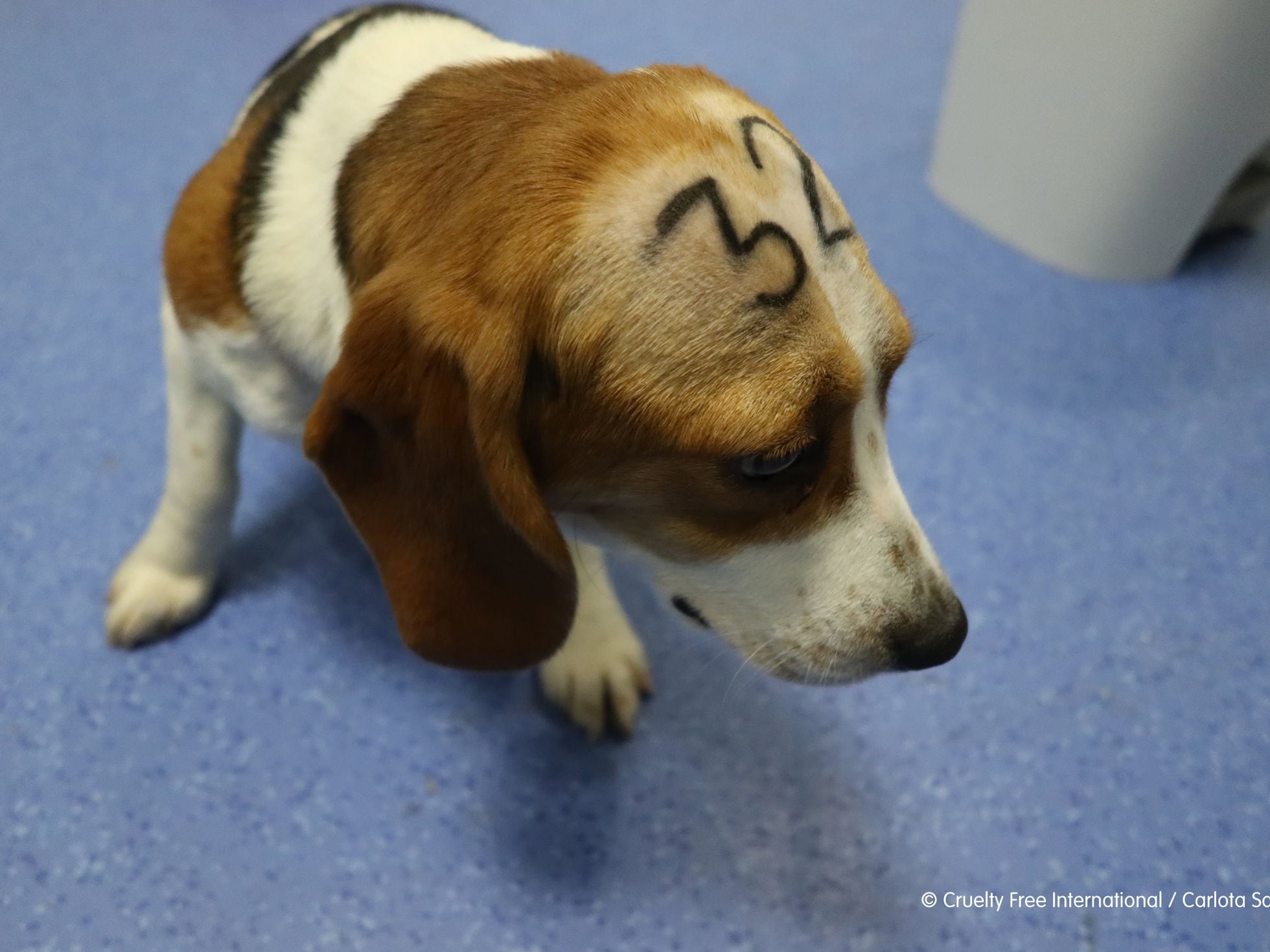 Un millón firmas contra el sacrificio de 38 cachorros Beagle en pruebas para un medicamento | Cataluña | EL PAÍS