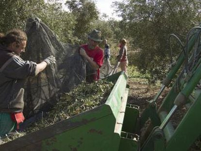 Jornaleros de Marinaleda, en la recolección de la aceituna en una finca de la localidad.