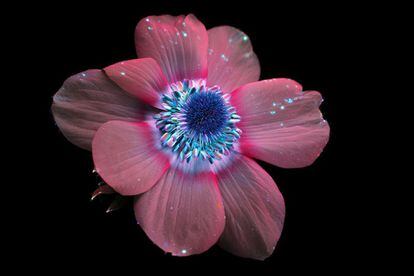 Esta imagen de luz ultravioleta del fotógrafo estadounidense Craig Burrows muestra las tonalidades de una flor de anémona.