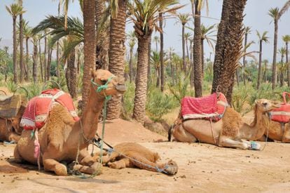 Camellos en un palmeral del desierto.
